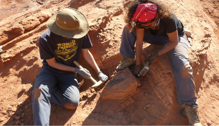 Guemesia ochoai being excavated in Argentina