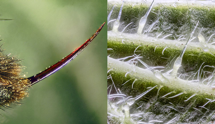 Close-up of a bee sting and a magnified image of the underside of a nettle leaf showing the pointy hair-like structures
